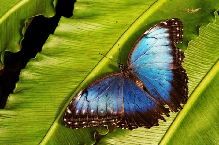 blue butterfly meanings
