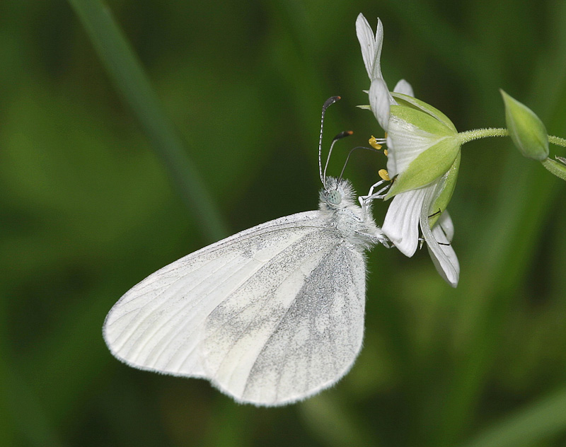 Seeing a white butterfly in a garden 