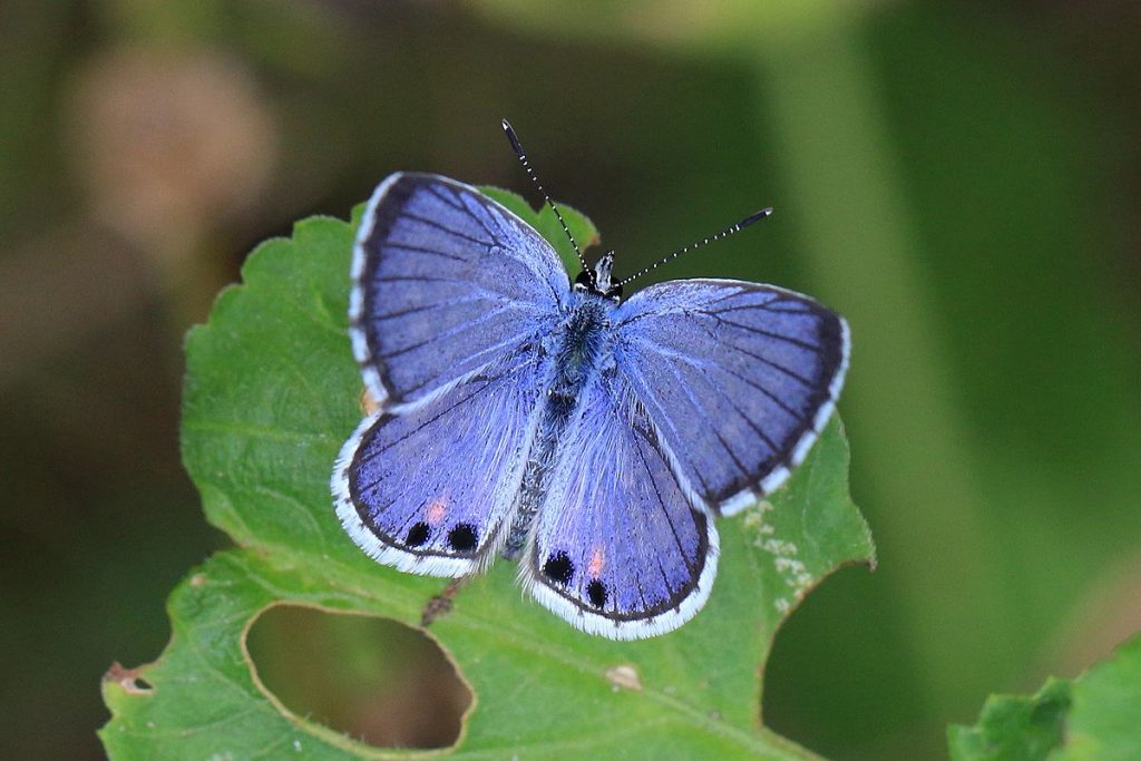 Dream of blue butterfly means