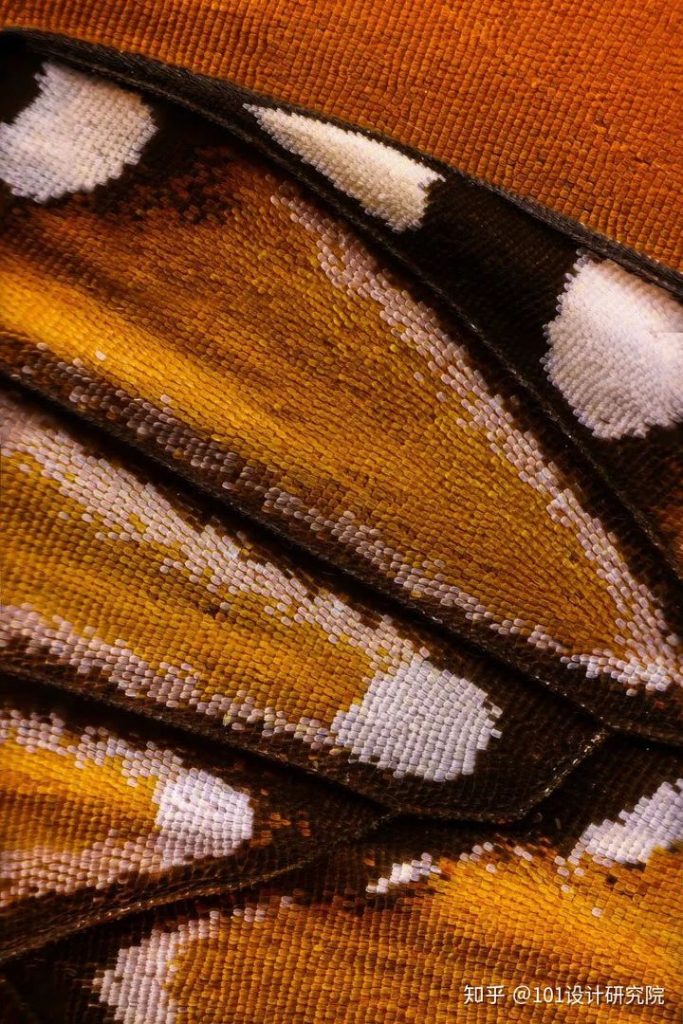 Structure color of butterfly