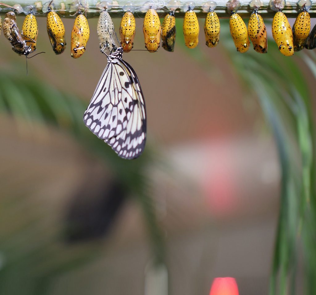 white butterfly death meanings