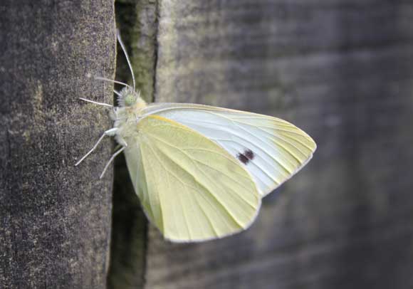 A white butterfly coming into your home