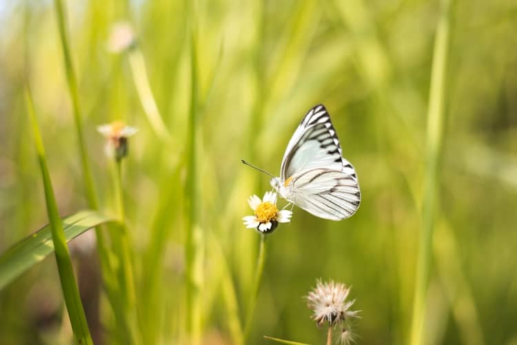 Unravelling the Symbolism: Understanding the White Butterfly Meaning - The  Butterfly Choker