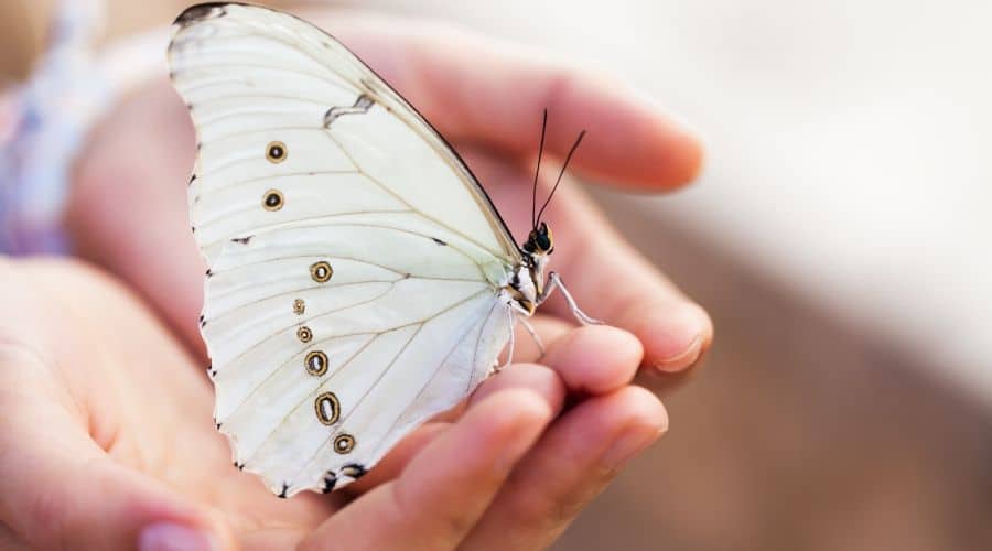 white butterfly landing you