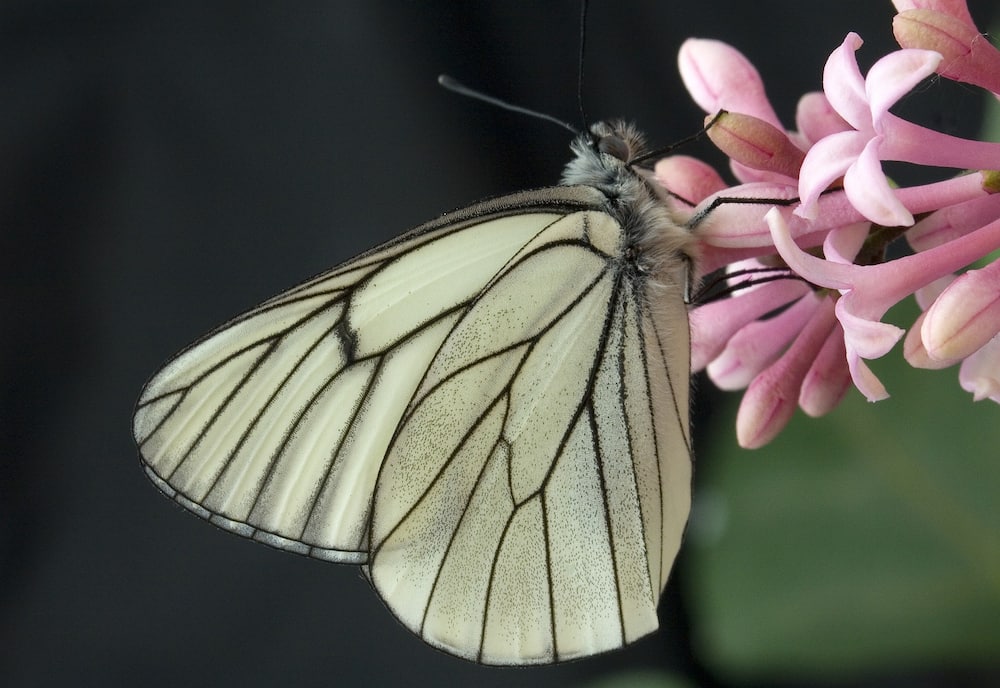 white-butterfly-meaning