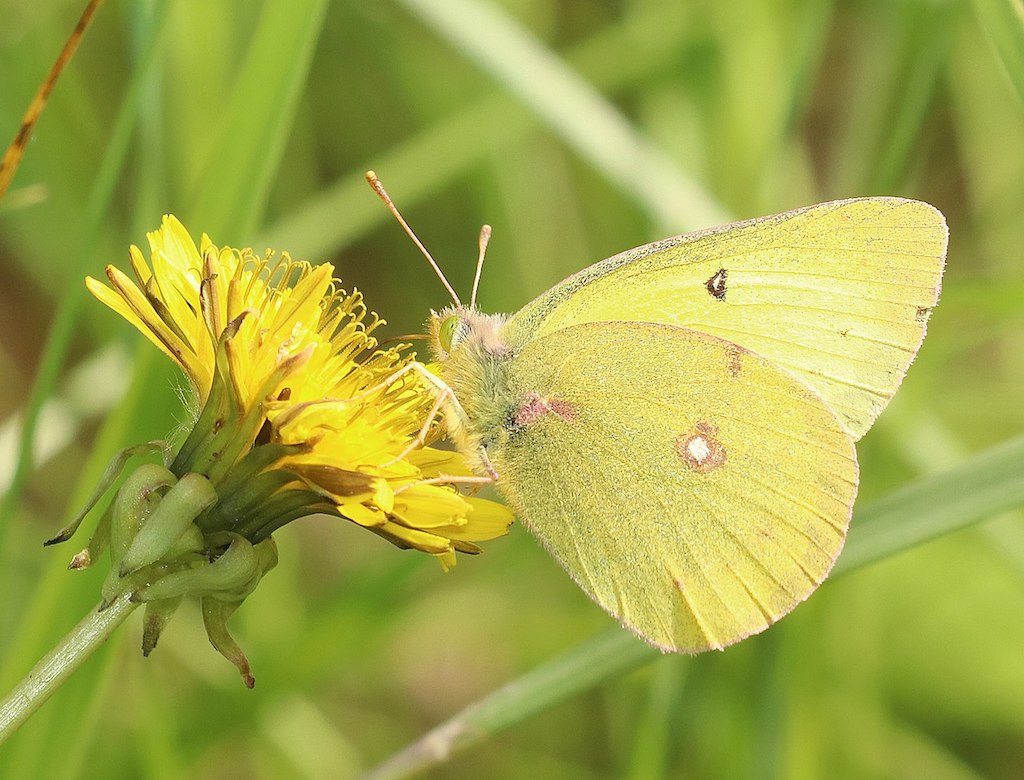 yellow butterfly meaning