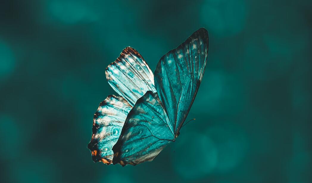 How To Tell If A Butterfly Is Dying The Butterfly Choker Butterfly