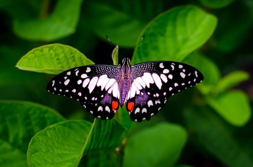 Facts About Butterfly Choker Necklace