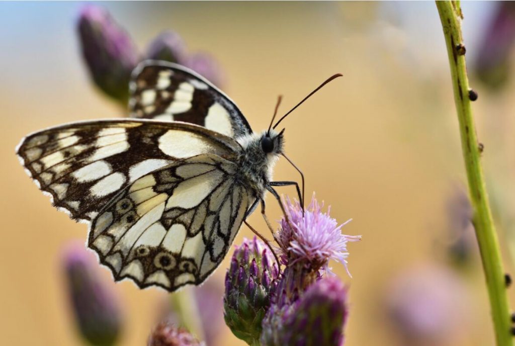 black butterfly meaning