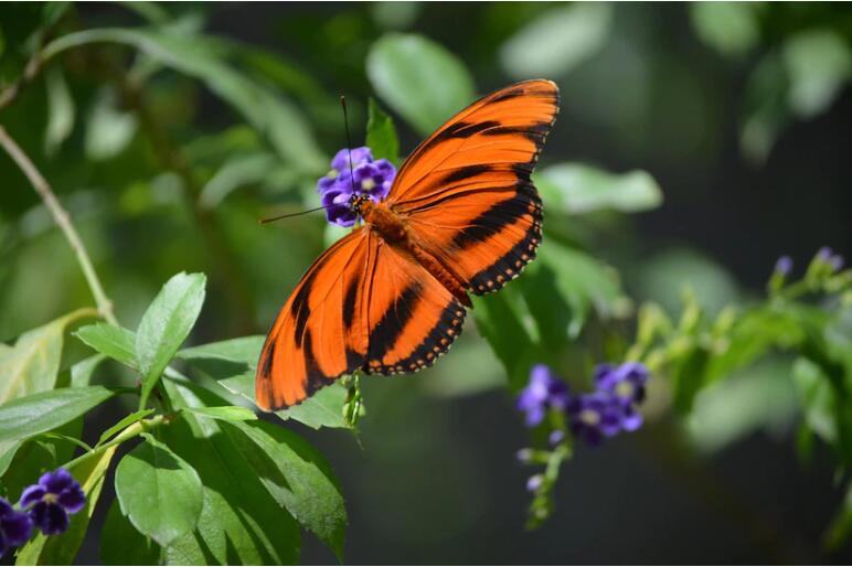 red butterfly meaning