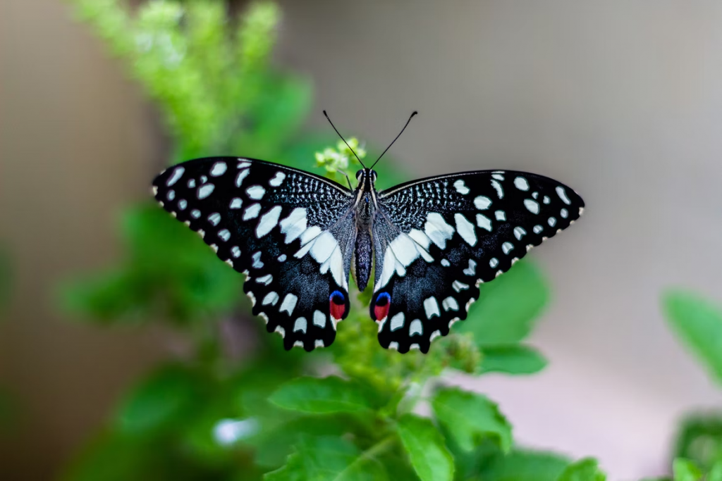 butterfly in italian