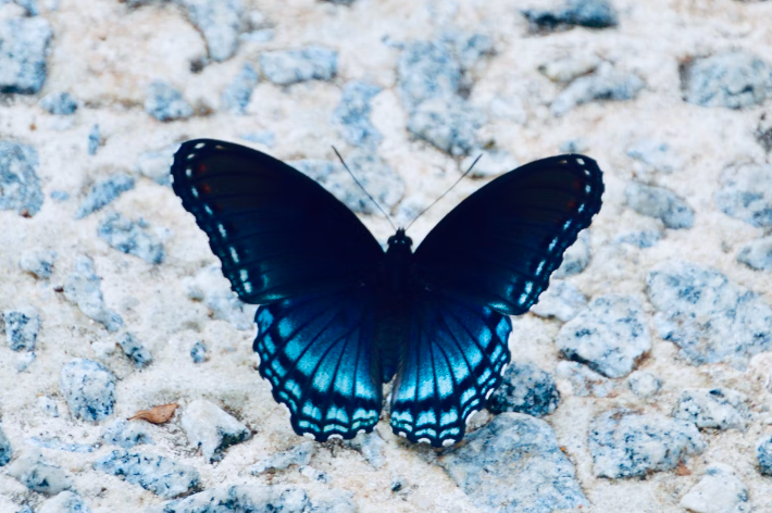 butterfly necklace