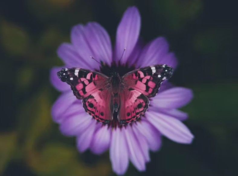 Pink Morpho butterfly