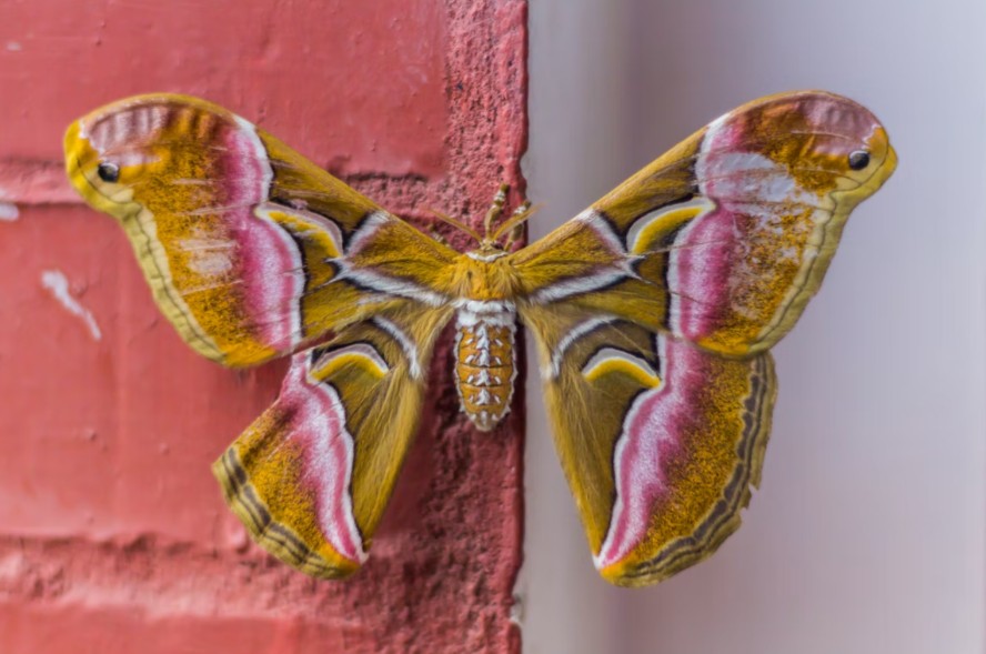 Anartia amathea