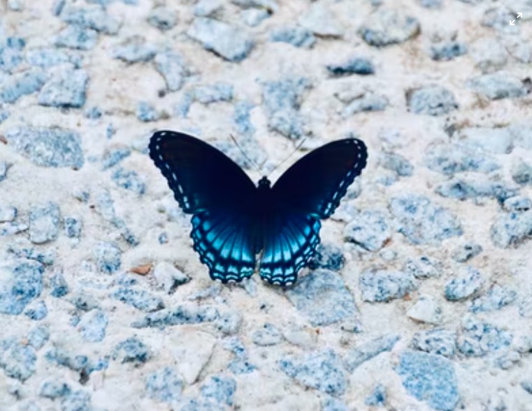 How To Tell If A Butterfly Is Male Or Female