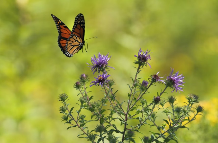 How To Tell If A Butterfly Is Male Or Female