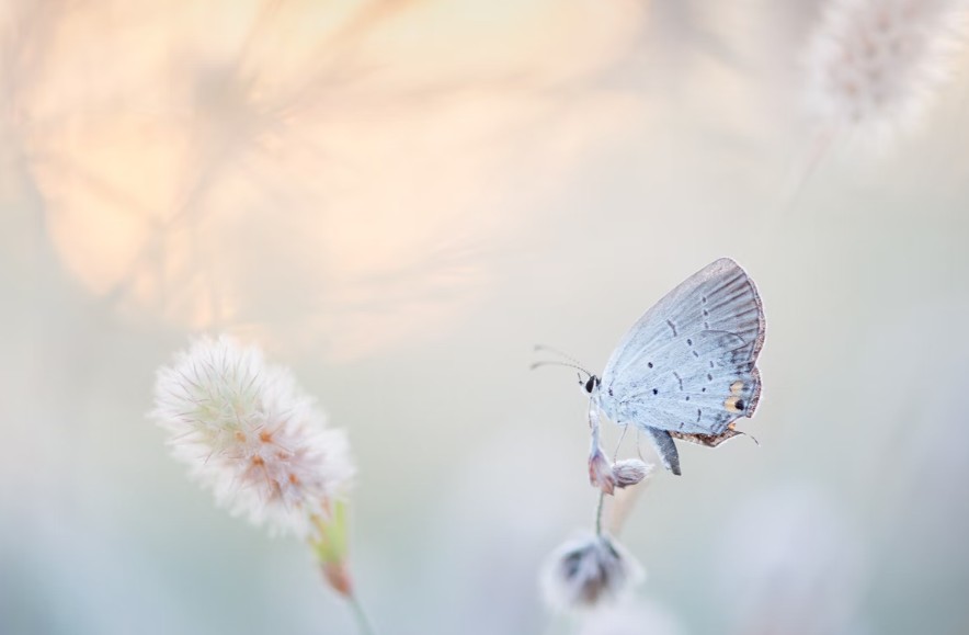 How To Tell If A Butterfly Is Male Or Female