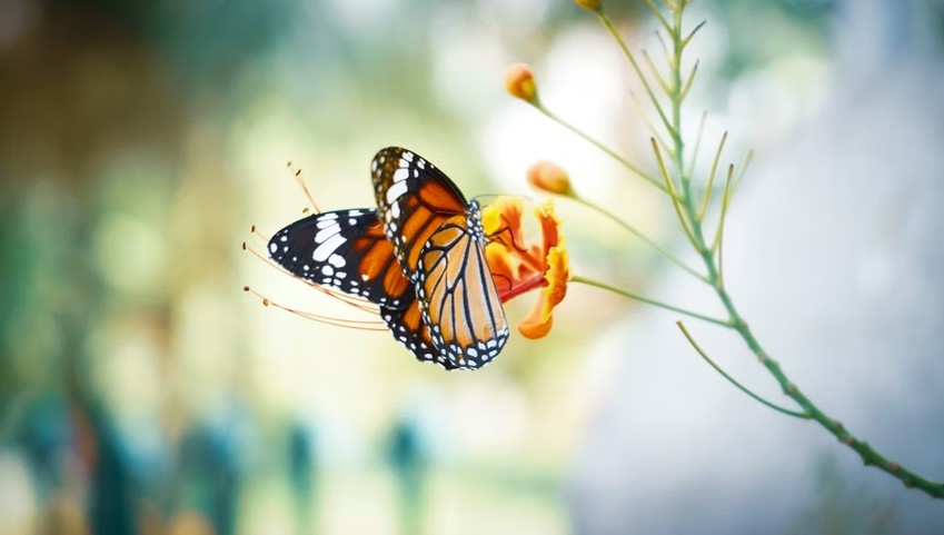 Do Butterflies Drink Blood