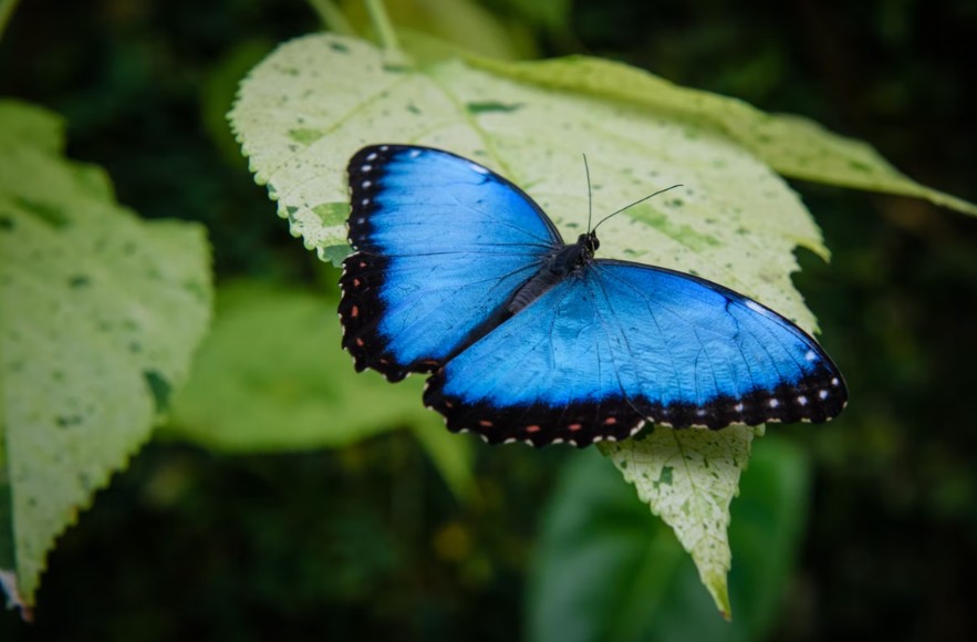 a blue butterfly rest on leaf