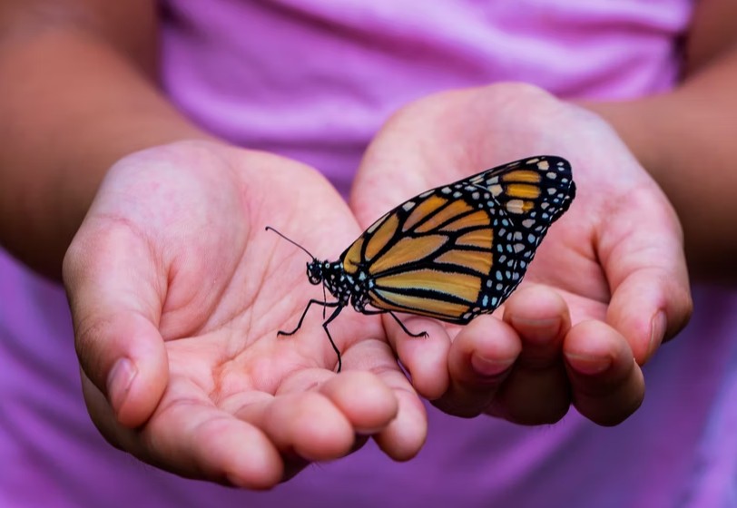 butterfly and Children's Literature