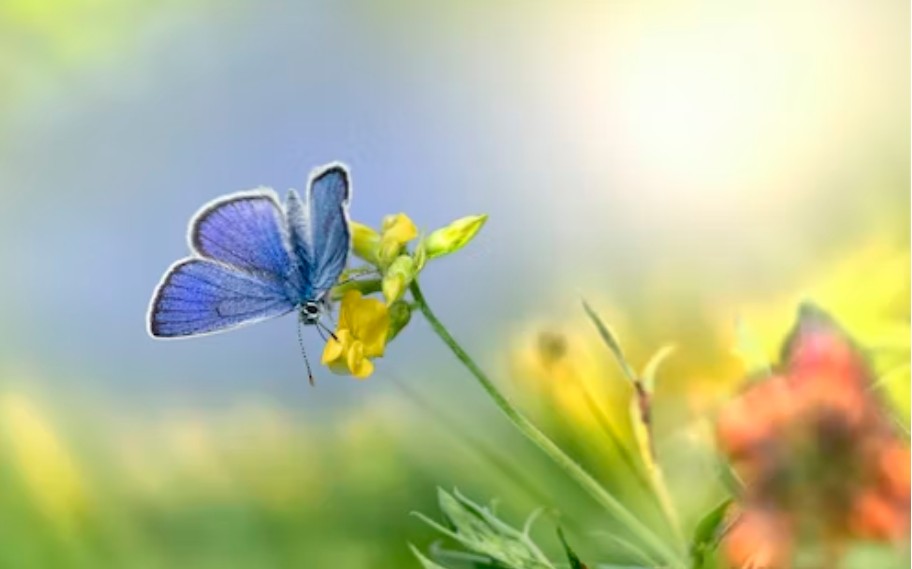 a blue butterfly eating nectar on flower