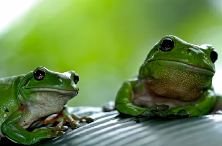 frogs the one of  blue butterfly predators  lies on leaf