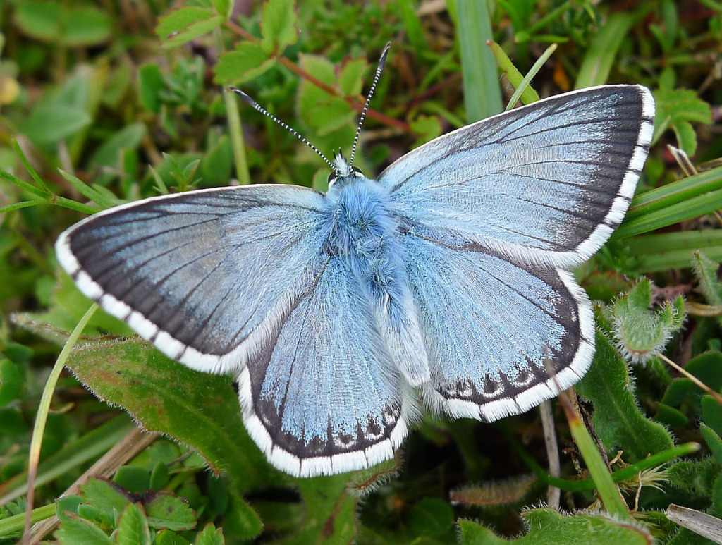 Chalk Hill Blue butterfly fly on grass