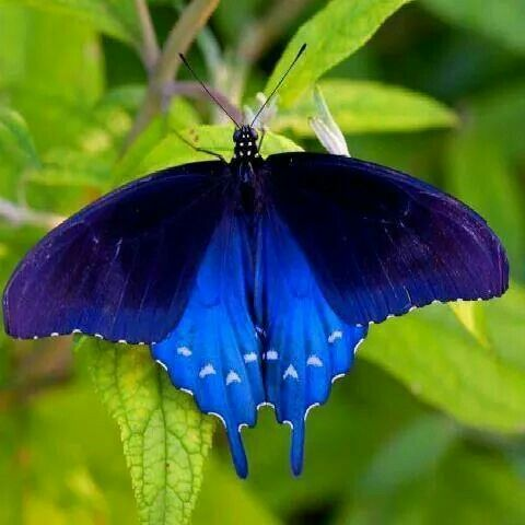 Pipevine Swallowtail lying on leaf