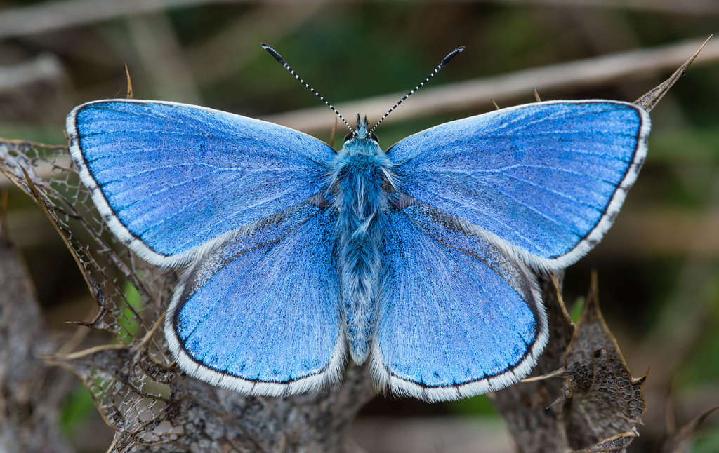 Adonis Blue butterfly 
