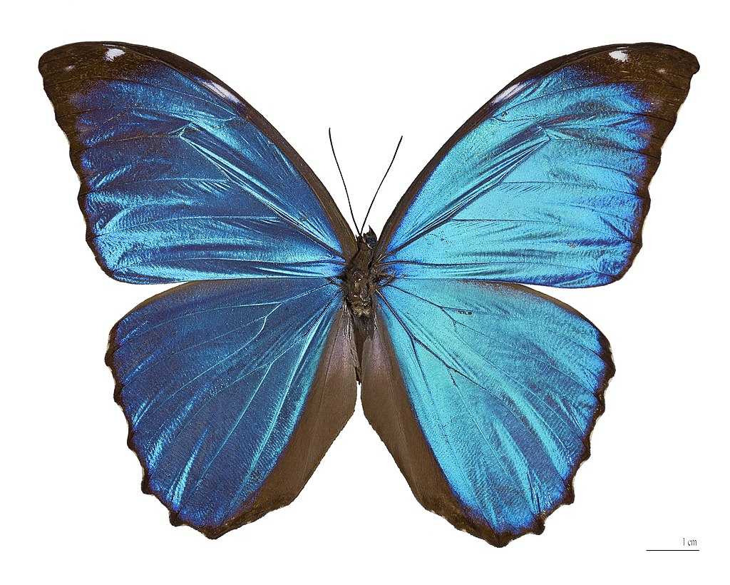 Morpho Menelaus butterfly 