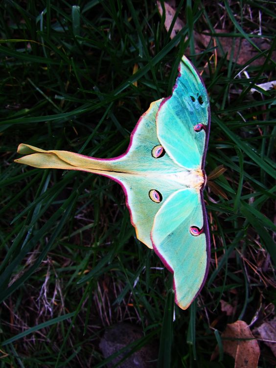 African moon moth