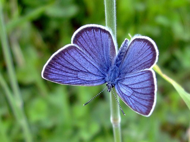 Sliver Blue Butterfly  fly on ground