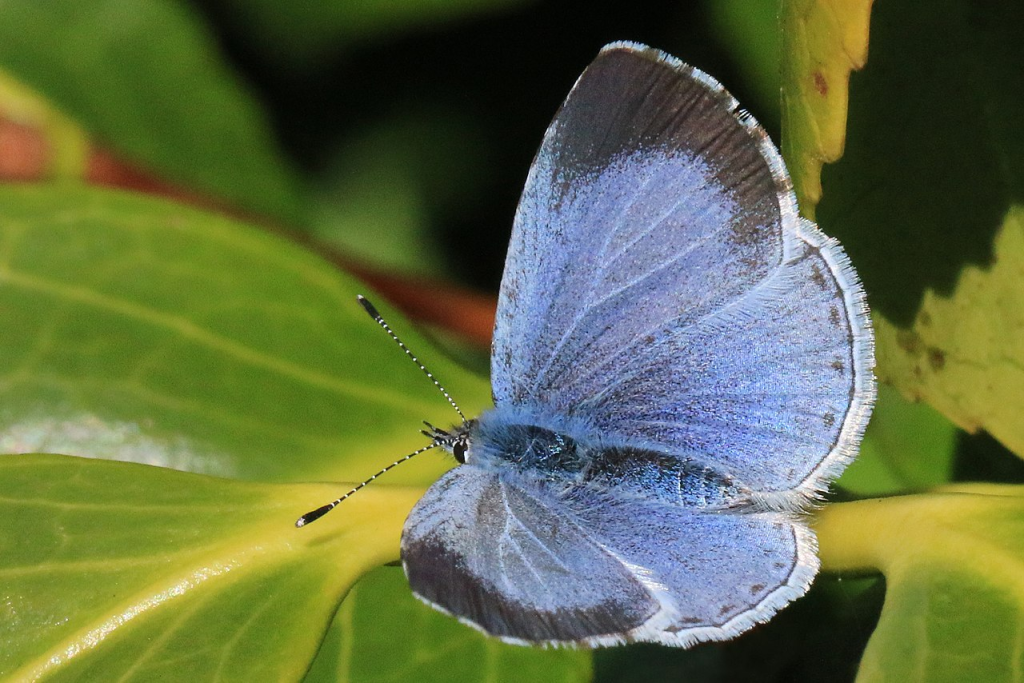 Holly Blue butterfly lying on leaf