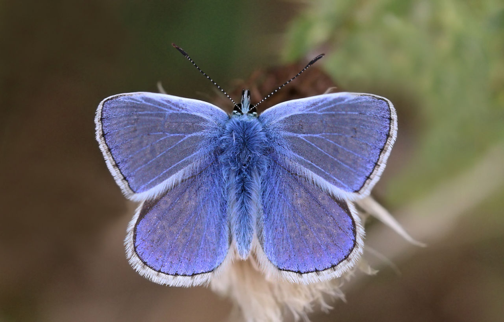 Common Blue butterfly on  grass