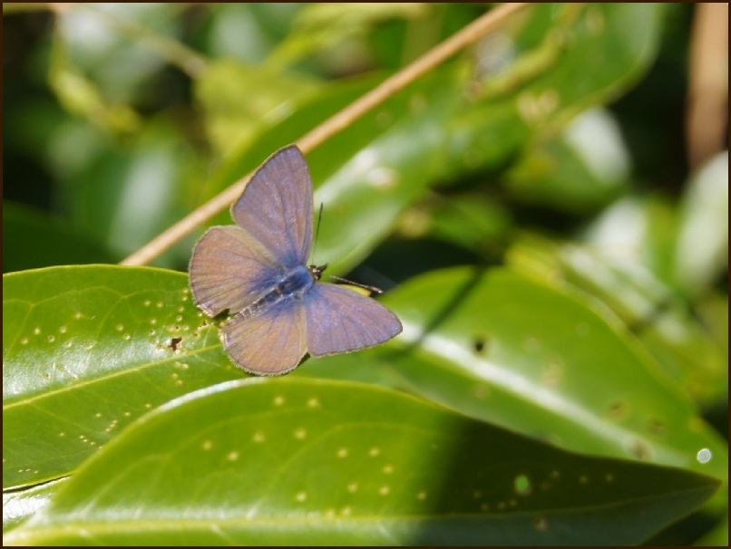 Common Grass Blue Flying