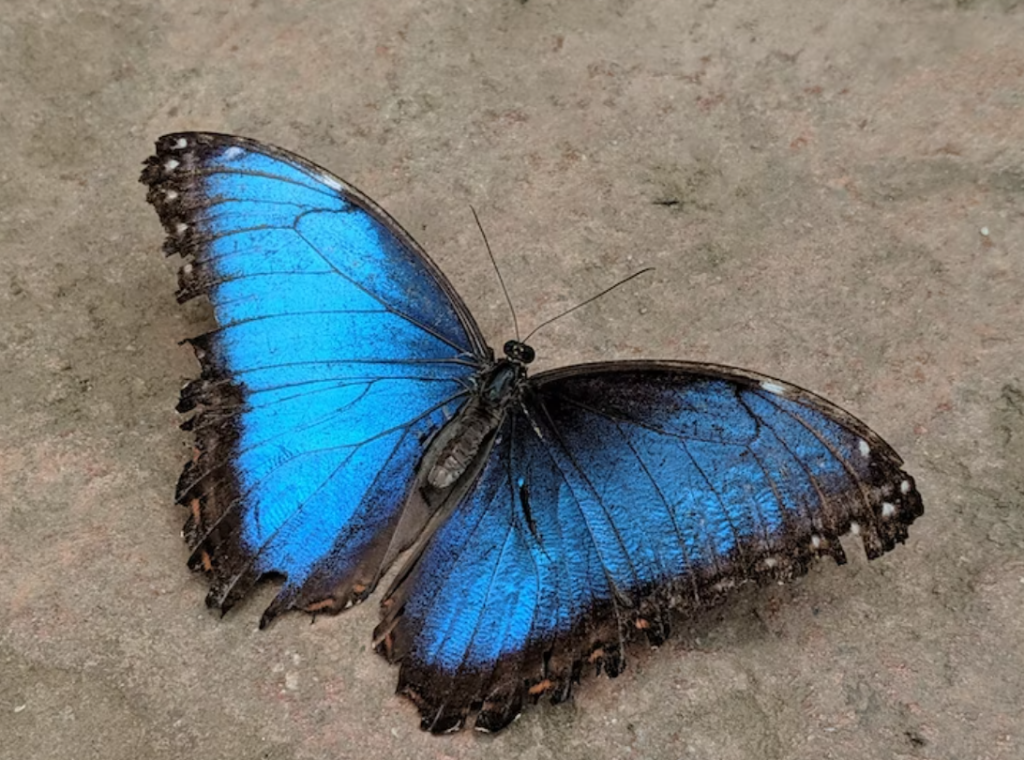 The Emperor blue butterfly lying on ground