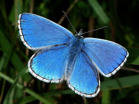 The Palos Verdes Blue butterfl