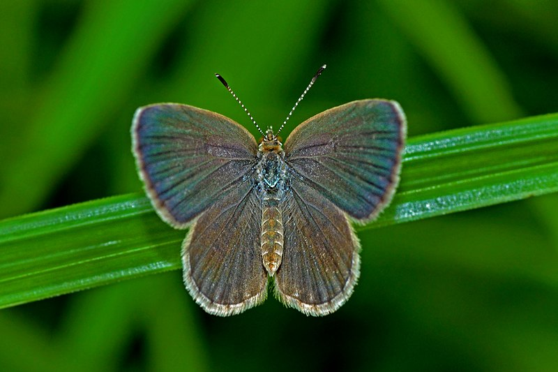 dark grass blue butterfly lying on grass