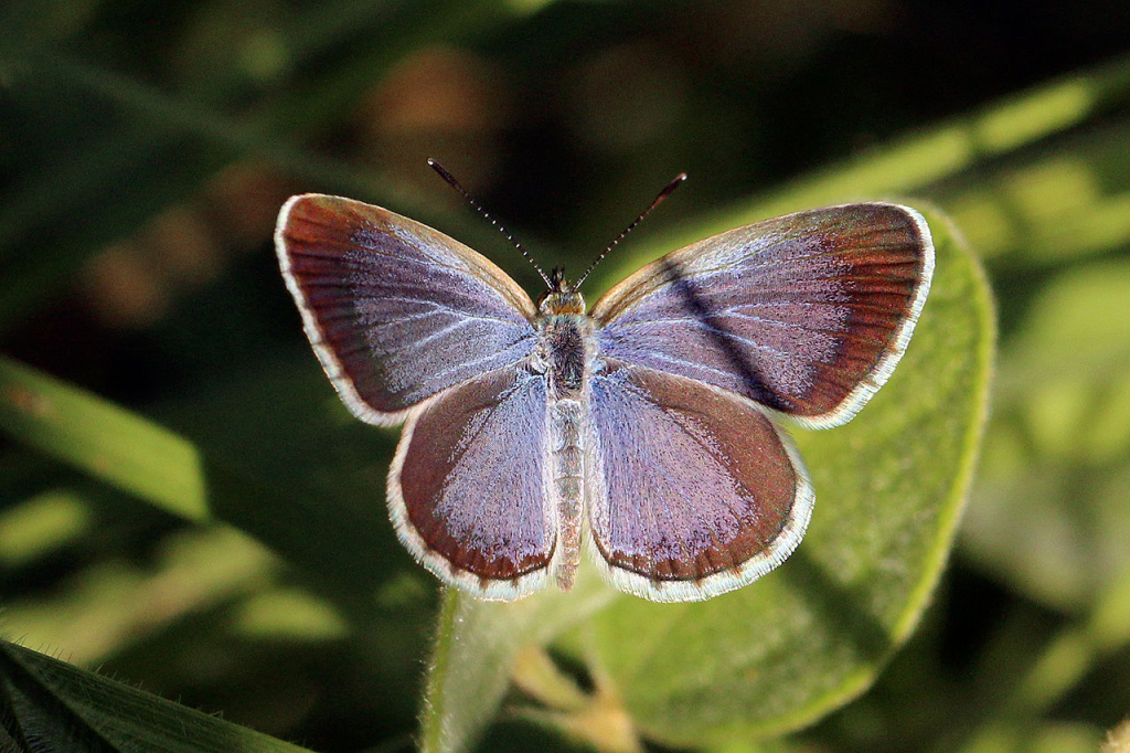 lesser grass blue butterfly flying on grass