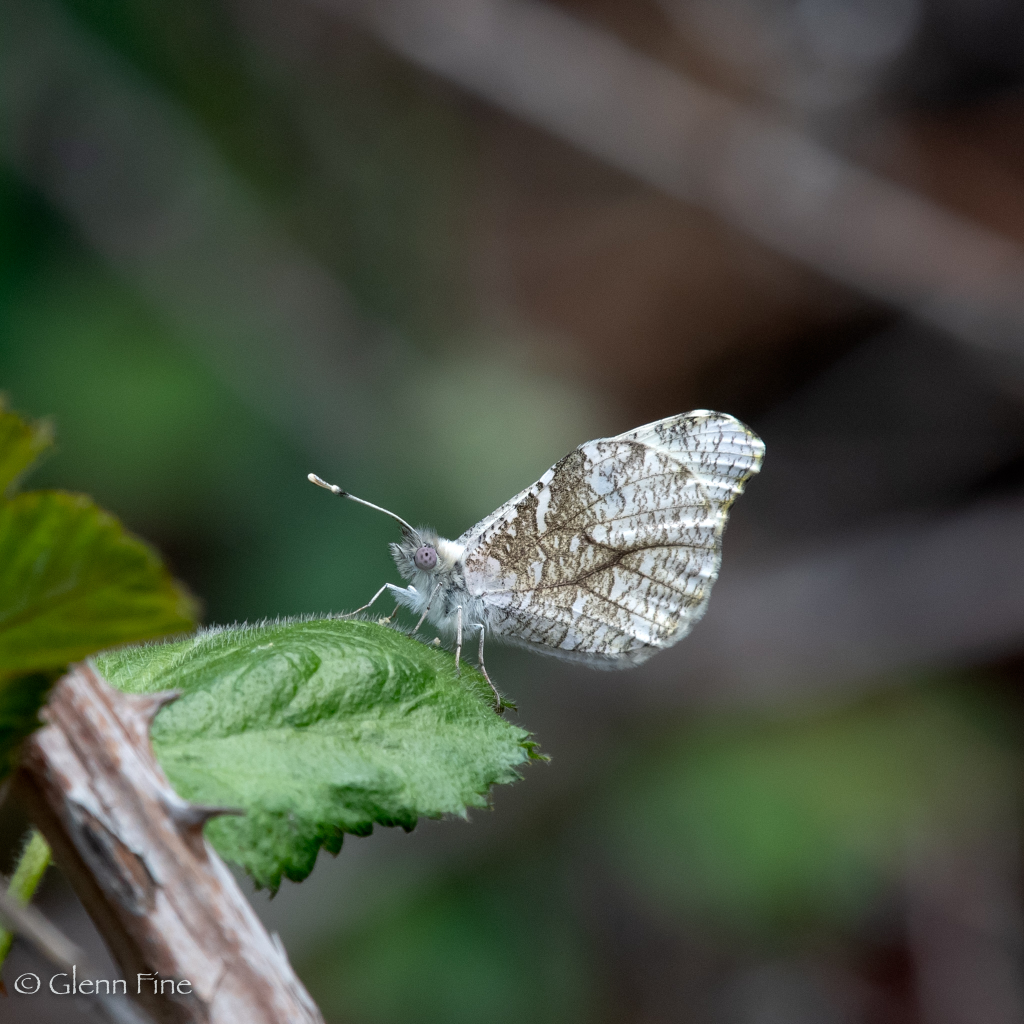 white butterfly lying leaf