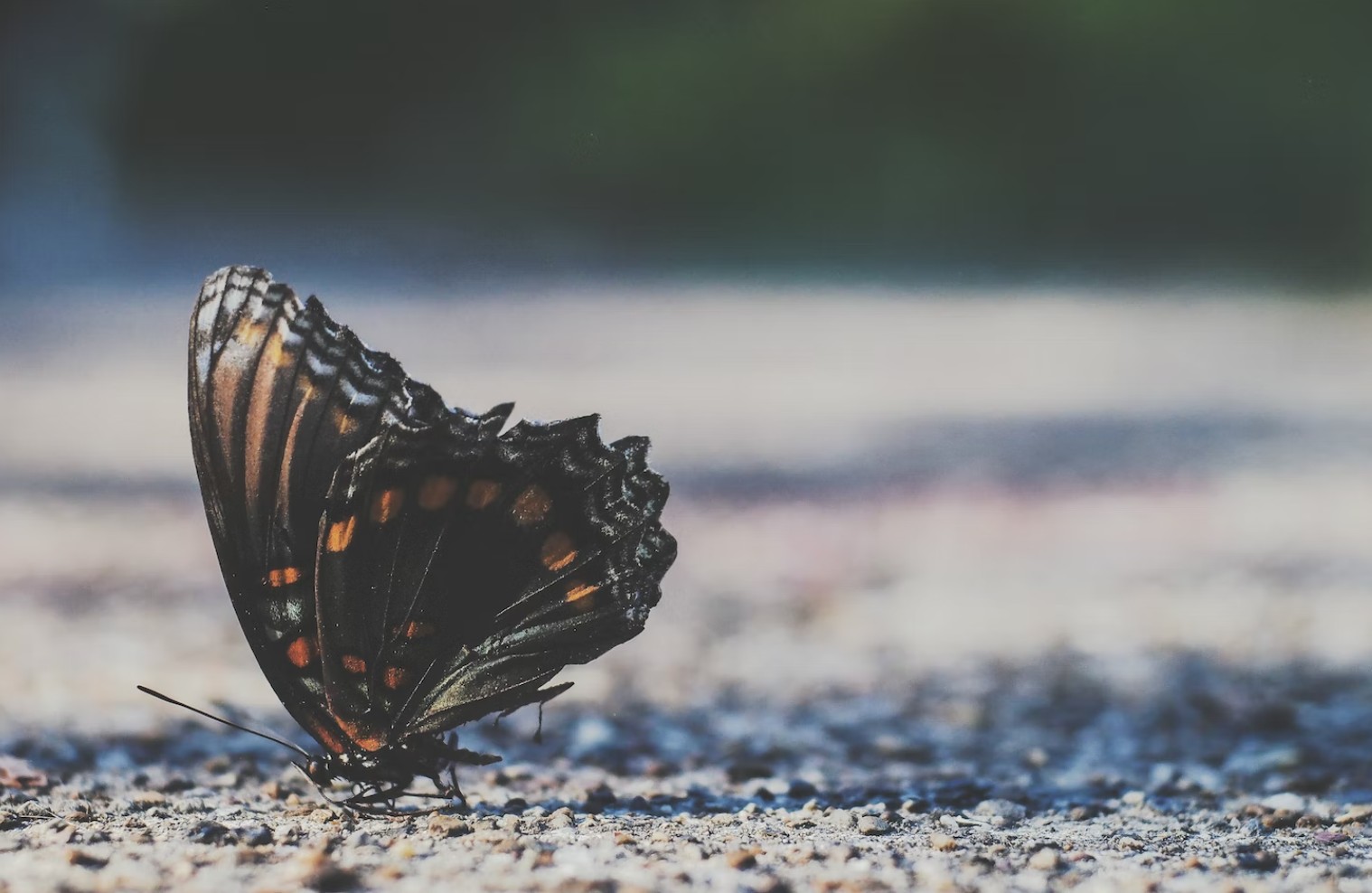 dying butterfly in ground