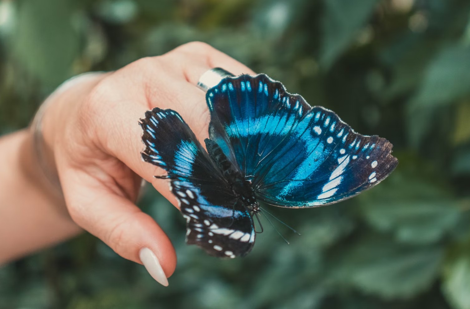 a dying butterfly lying your finger