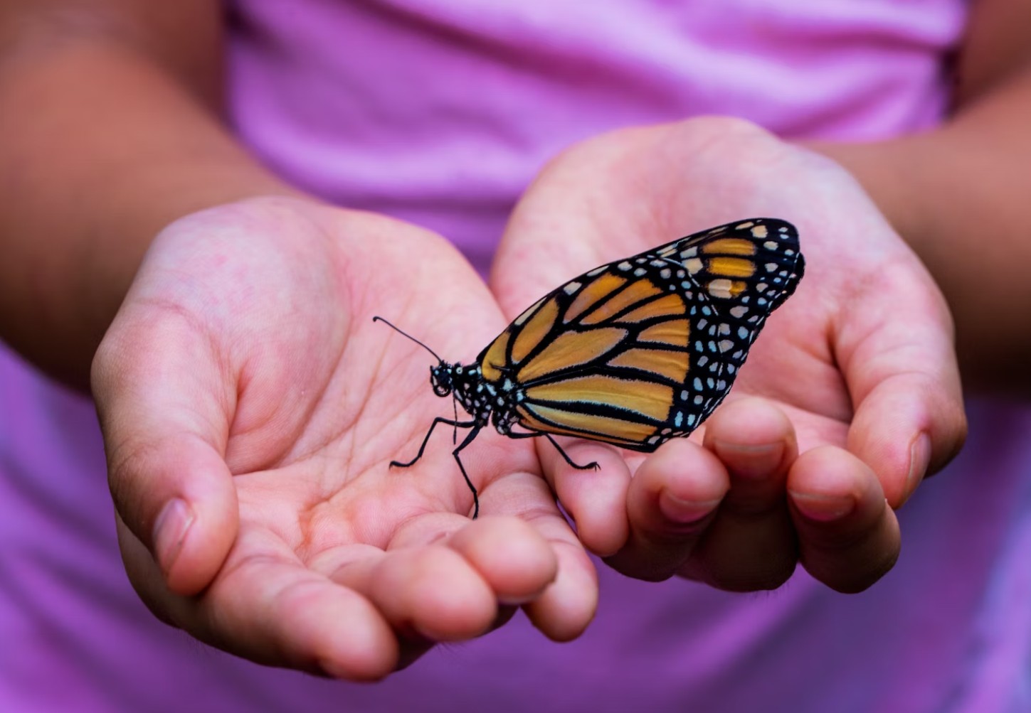 dying butterfly in hands